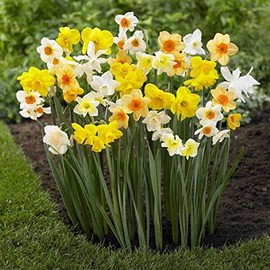Daffodil Bulbs, Trumpet Daffodil Mix (10 Bulbs) Narcissus Assorted ,Long lasting