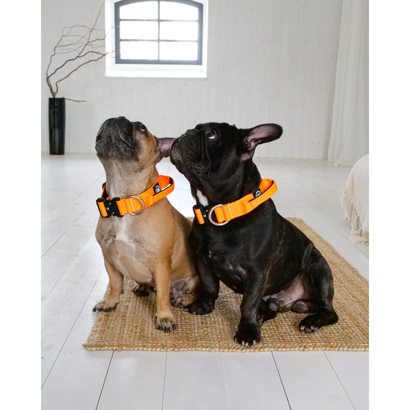 BullyBillows 4cm Combat® Dog Collar v2.0 | Heavy-Duty Design with