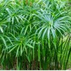 Fan Plant 4+ Bamboo Plants w/Roots Umbrella Palm (Cuperus) thuy