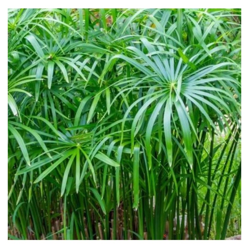 Fan Plant 4+ Bamboo Plants w/Roots Umbrella Palm (Cuperus) thuy