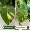 Cute Farms Plant Spray for Indoor Plants : Organic Neem