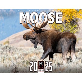 2025 Moose Wall Calendar 16-Month X-Large Size 14x22, Best Wild Moose Calendar by The KING Company-Monster Calendars