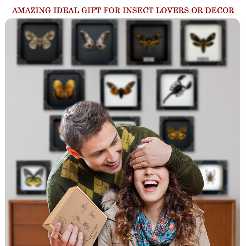 Real Framed Scorpion Dead Insect Dried Bug Beetle Lover Black