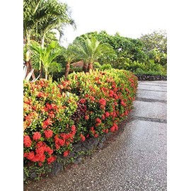 Ixora Maui Red | 1 Extra Large 3 Gallon Plant | Ixora coccinea | Tropical Garden Favorite | Lush Flowering Shrub