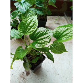 Unbranded 3-4  6"-12" VIETNAMESE ORGANIC  PIPER Lolot ( Lá Lốt ) Live Plants in Pot - 6 plants 10-14" no pot