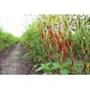 30 Semillas Chile De Arbol Nuevas Germinan Organicas No Gmo