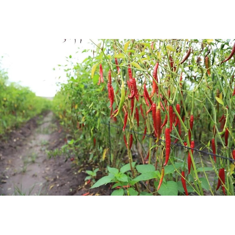 30 Semillas Chile De Arbol Nuevas Germinan Organicas No Gmo