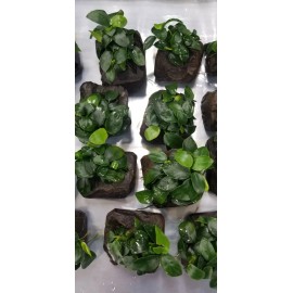 Anubias Nana 'Petite' on Driftwood - Freshwater Aquarium Plants