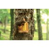 Woodlink NASQPLAT Audubon Squirrel Platform Feeder