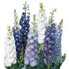 Burpee Fantasia Mixed Colors Delphinium Seeds 100 seeds
