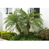 Phoenix Roebelenii Palm | Extra Large Trade 3 Gallon Plant