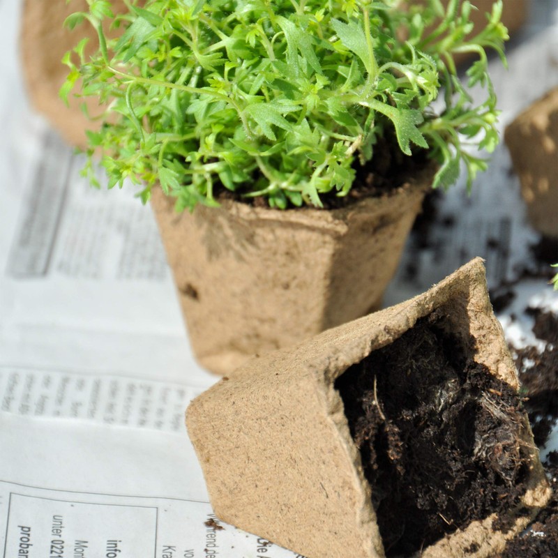 Relaxdays Propagation Pots Set of 24, Propagation Plates for 288