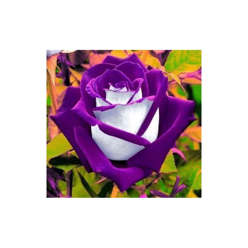 Toadstool Seeds 10 White Purple Rose Seeds Flower Bush Perennial