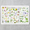 Where's Wildlife Native Wildflowers of Indiana Poster - Flower Chart