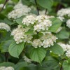 Shrub 2 Chicago Lustre Viburnum Shrubs - 10-18" Tall Seedlings,