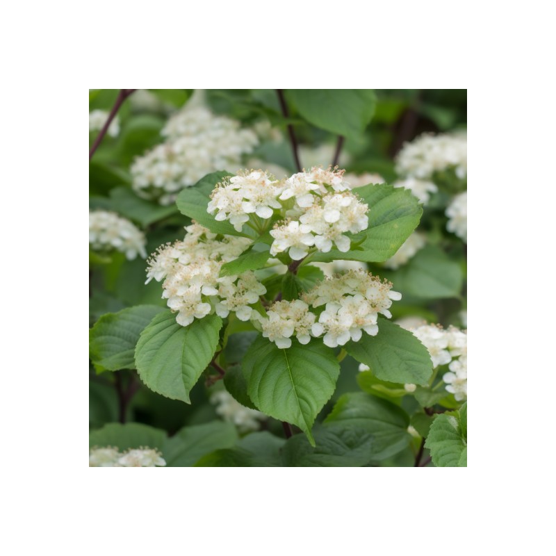Shrub 2 Chicago Lustre Viburnum Shrubs - 10-18" Tall Seedlings,