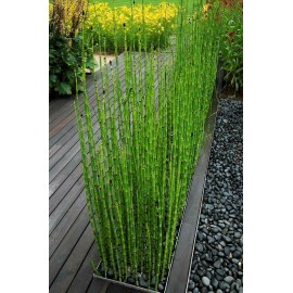60 x Horsetail Reed Bamboo Looking Zen Garden & Pond Plants Live Plant shipped