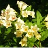 300 Weigela Seeds Lemon Color Repeat Blooming Shrub Rare Variety