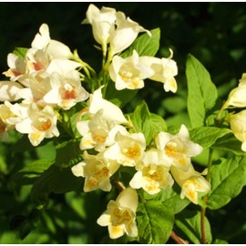 300 Weigela Seeds Lemon Color Repeat Blooming Shrub Rare Variety Old Fashioned Weigela Freshly Picked Seeds - PeavyTailor