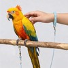 Bird Leash with 4 Different Size Foot Ring, Parrot Flying