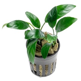 SubstrateSource Anubias Live Aquarium Plants - Potted Freshwater Plant for Fish Tanks, Terrariums - Beginner Friendly Low Light (Congensis Mini, 1 Pot)