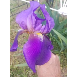 Fresh 8x MIXED VARIETIES/COLO