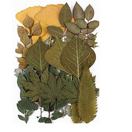 HAR LONDON FASHION Real Dried Pressed Leaves Natural Dry Leaves for Pressed Leaf Art Craft DIY Embellishment Decorations 10 Styles (# 127- Style 5)