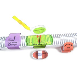 NewPath Photosynthesis & Light Reactions 3-D Model Making Kit - Individual Student Edition (24-7728)