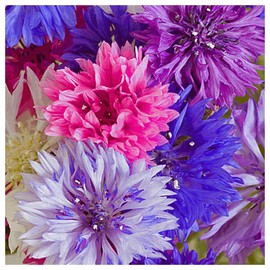 Everwilde Farms - 1/4 Lb Tall Mixed Cornflower Wildflower Seeds - Gold Vault