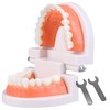 Dental Teeth Model, Articulated Adult Standard Typodont, Complete Teeth Mouth