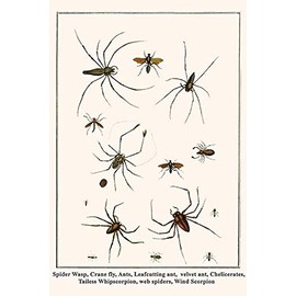 BuyEnLarge Spider Wasp, Crane fly, Ants, Leafcutting ant, velvet ant, Chelicerates, Tailess Whipscorpion, web spiders, Wind Scorpion (20x30 Paper Poster)