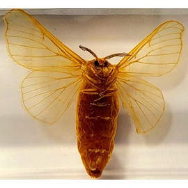 2.8" Real Silkworm Moth in Crystal Clear Lucite Resin Specimen Preserved Taxidermy Paperweight Crafts Collection for Biology Science Education & Desk Ornament Display Supplies