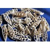 10pc Natural Cerithium Vertagus Seashells, Sliced Cut, 1.5-2 inch, White