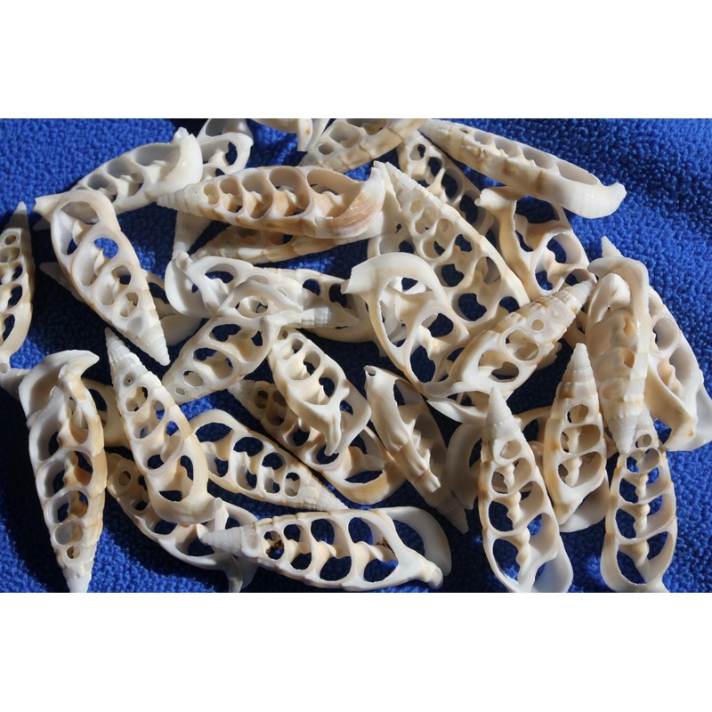 10pc Natural Cerithium Vertagus Seashells, Sliced Cut, 1.5-2 inch, White