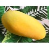 Tree Orange Sherbet Mango TREE GRAFTED 2-4 Ft Tall.Ship To