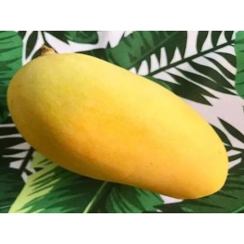 Tree Orange Sherbet Mango TREE GRAFTED 2-4 Ft Tall.Ship To All States.