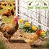 8PC Chicken Water Cups with PVC Tee Fittings for 1/2"
