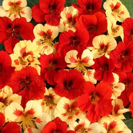Outsidepride 50 Seeds Annual Nasturtium Strawberry Cream Cimbing Vine Flower Seed Mix for Planting