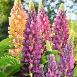 ZEshops 100 Lupine Flower Seeds – Colorful Perennial Blooms for Borders and Pollinator Gardens, Non-GMO and Easy to Grow