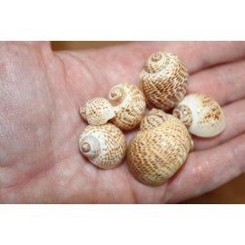 2 Pounds, Natural Natica Tigerina Seashells,Beach Art, Sailors Valentines, Beach Decor, Shell Crafts, SS-531