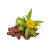 Health Embassy Rhodiola Rhizome (Rhodiola L. - Rhodiola Rosea) (100g)