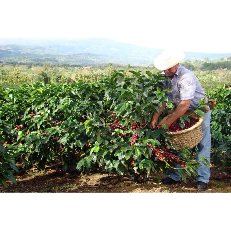 Costa Rica Tarrazu Coffee, Medium Roast, Single Origin, Small Batch