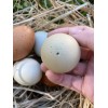 Unbranded 6 Hollow BLUE and GREEN Eggs from Free-range Hens