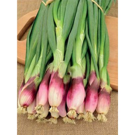 FUN AND GROW SEEDS: Seeds Red Welsh Bunching Onion Non GMO Heirloom