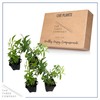 Live Aromatic and Edible Herb - Lemon Verbena (4 Per