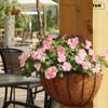Y&M 16 Inch Pre-Formed Half Round Coco Fiber Hanging Basket