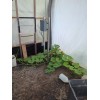 Pee Dee Organics Crop Geeks (Pot Ash) Bloom Setter Bloom