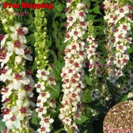 Treevale Wedding Candles Flower Seeds - Verbascum Chaixii - Verbascum | Flower Seeds - 50 Seeds No Tracking