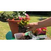 Elevate Your Begonia with Gardenera's Organic Soil Blend - Cultivate