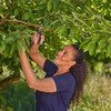 Gardena PremiumCut Bypass Pruner for Fresh Wood 22mm Cutting Diameter